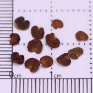 Grow Sturt's Desert Pea – Unique Australian Wildflower Seeds for Arid Gardens