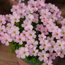 Oxalis Glabra Series Bulb - 'Pink Veil', Pack of 10 Bulbs