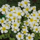 Oxalis Obtusa Series Bulb - 'Silver Moon', Pack of 5 Bulbs