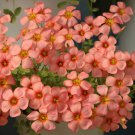 Oxalis Obtusa Series Bulb - Burning Heart, Pack of 5 Bulbs