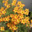 Oxalis Yael Bulb, Pack of One Bulb