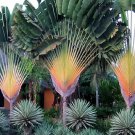 Traveller's Palm Seeds