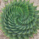 Aloe Polyphylla