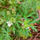 Geranium wilfordii Maxim