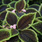 Heishe Series Coleus Seeds - Black Leaves with Green Serrated Edges