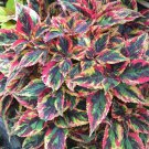 Vibrant 'Xinghai' Rainbow Coleus Seeds - Serrated Edge Foliage