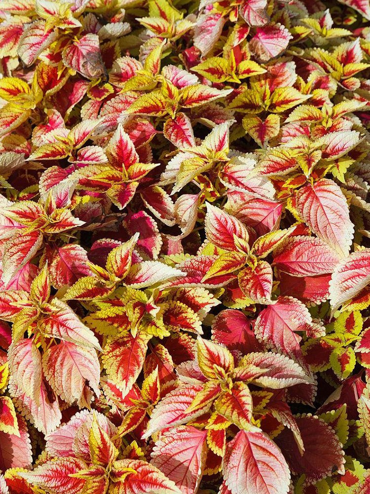 Vibrant 'Wuli' Series Coleus Seeds - Red, Pale Pink, and Gold Leaves with Serrated Edges