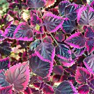 Exotic 'Cai Hong' Series Coleus Seeds - Black Foliage with Pink Serrated Edges