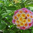 Multi Color Lantana Camara Plant Rare Perennial Gorgeous Flower Seeds