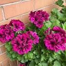 Rare Cranesbill Geranium Seeds - Rose Red with Black Stripes