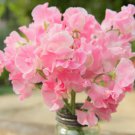 Rare Lathyrus odoratus Sweet Pea Seeds - Pale Pink Blooms with Light Fragrance