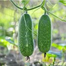 Vegetable Winter Melon Seed Wax Gourd (Asian Vegetable)