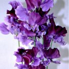 Rare Lathyrus Odoratus Sweet Pea Seeds - Purple with Deep Purple Accents - Fragrant Climbing Blooms