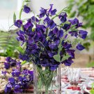 Rare Deep Purple Sweet Pea Seeds - Lathyrus odoratus