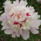 Rare 'Qiyu' Series Light Pink Peony Seeds with Fragrant Milk Yellow and Purple Inner Stamens