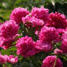 Thousand Layer Tower Series Peony Seeds – Large Purplish-Red Double Blooms with Fragrant Scent