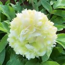 Fragrant Rising Sun Peony Seeds - Creamy White with Pale Green Double Blooms