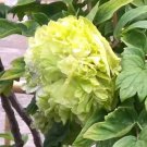 Double-Petaled Green Peony Seeds - 'Chongzhou' Collection, Strong Fragrance