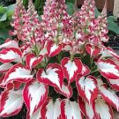 Rare Hosta Seeds - White Leaves with Thick Red Edges
