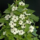 Thunbergia Alata Seeds, Milky White Flowers with Black Eye