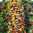 Thunbergia 'Qianxi' Mixed Seeds
