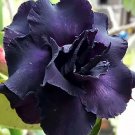 Rare Adenium Seeds, Desert Rose with Black Petals with a Hint of Purple, 4-Layer
