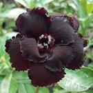 Rare Adenium Seeds, Desert Rose with Black Petals with a Hint of Faint Red, 2-Layer