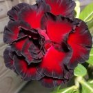 Rare Adenium Seeds, Desert Rose with Fire Red with Black Thick Edge, 3-Layer Petals