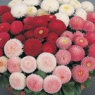 Bellis Perennis Seeds, Mixed