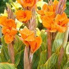 Rare Canna Lily Seeds, Orange Flowers with Green-Yellow Stripes