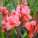 Heirloom Canna Lily Seeds, Pink & Redish Orange Blooms with Green Leaves