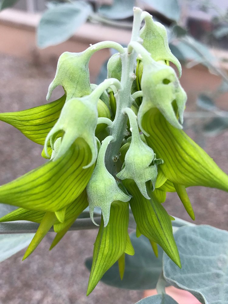 Crotalaria cunninghamii
