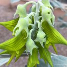 Crotalaria cunninghamii