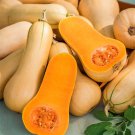 Butterbush Squash