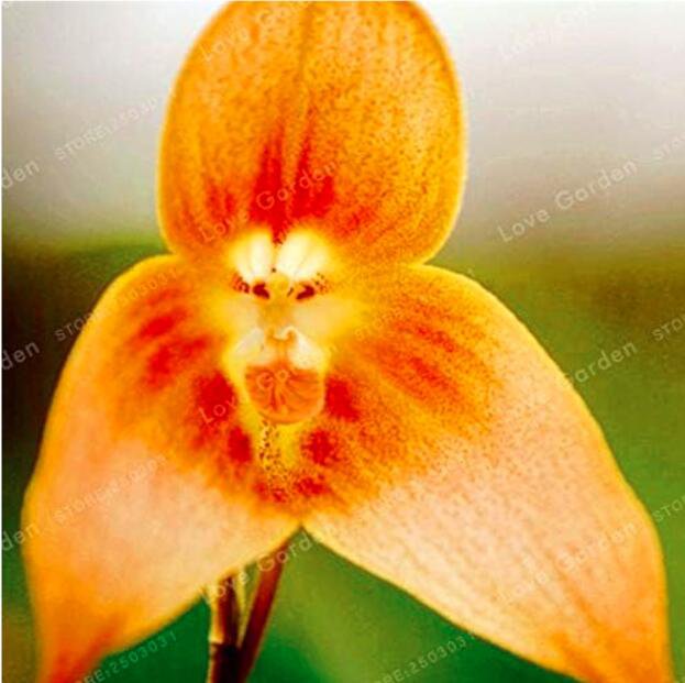 Rare Orchid Monkey Face Flower Seeds, Orange