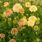Bellfarm® Scabiosa Atropurpurea 'Fata Morgana'