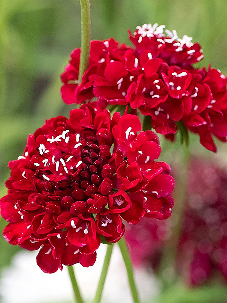Bellfarm&Acirc;&reg; Scabiosa Atropurpurea, Red
