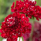 Bellfarm® Scabiosa Atropurpurea, Red