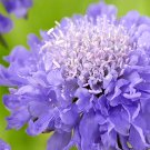 Bellfarm® Scabiosa Atropurpurea 'Blue Cockade'