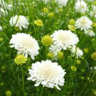 Bellfarm® Scabiosa Atropurpurea, White