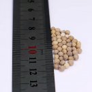 Bellfarm® Snow-on-the-mountain Seeds