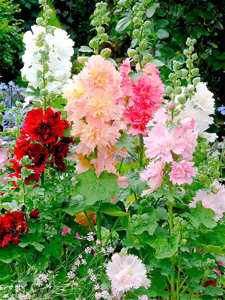 Bellfarm&Acirc;&reg; Alcea Mixed, Double Flowers