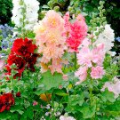 Bellfarm® Alcea Mixed, Double Flowers