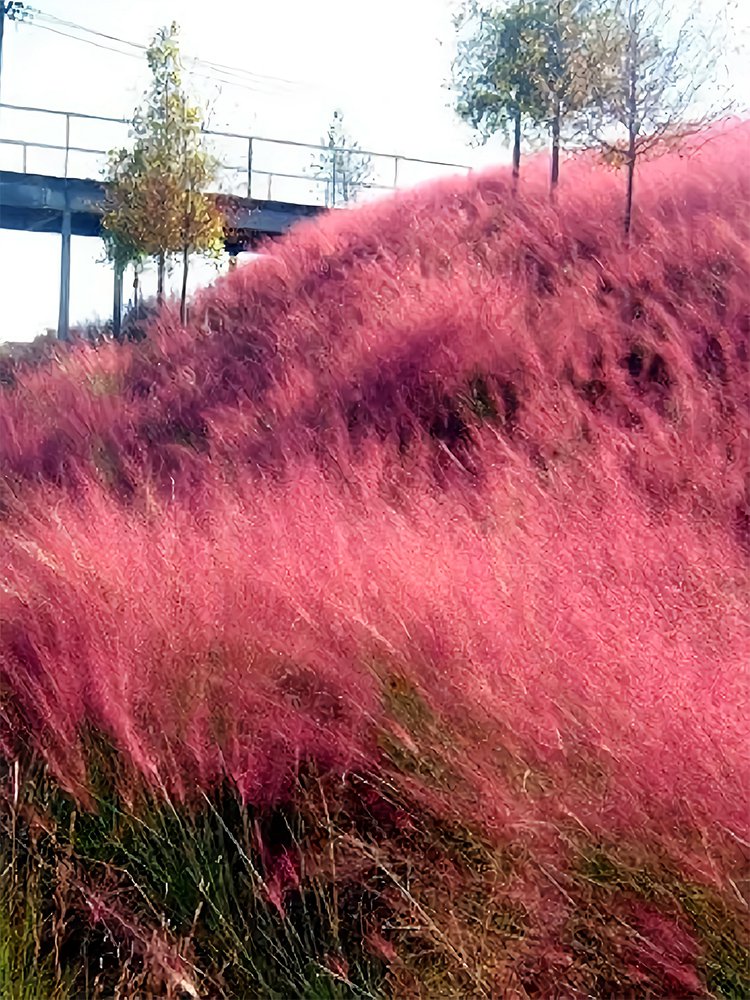 Bellfarm&Acirc;&reg; Pink Muhly Grass