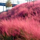 Bellfarm® Pink Muhly Grass
