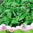 Bellfarm® Clove Basil Seeds