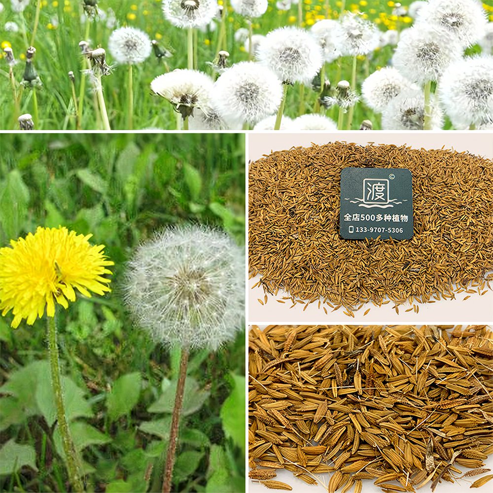 Bellfarm&Acirc;&reg; Dandelion Seeds