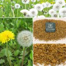 Bellfarm® Dandelion Seeds