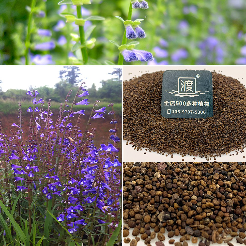 Bellfarm&Acirc;&reg; Barbed Skullcap Seeds