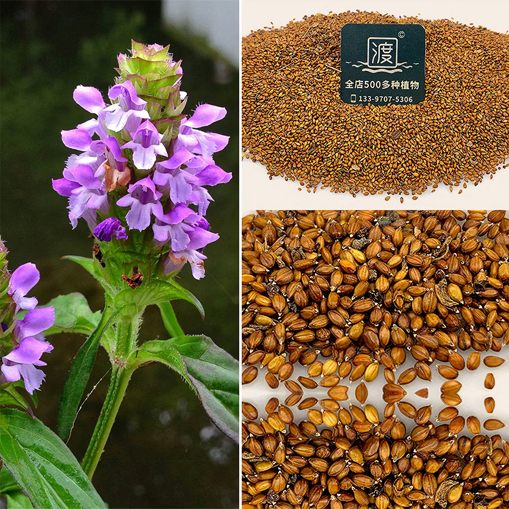 Bellfarm&Acirc;&reg; Self Heal Seeds